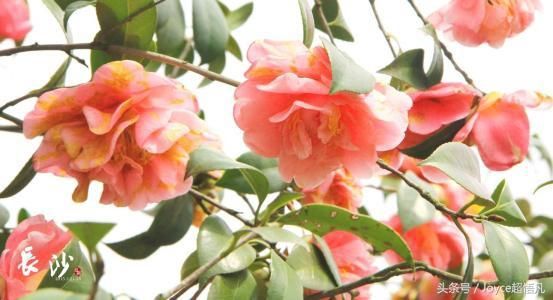 星娱谈恋爱次数最多的星座前六名