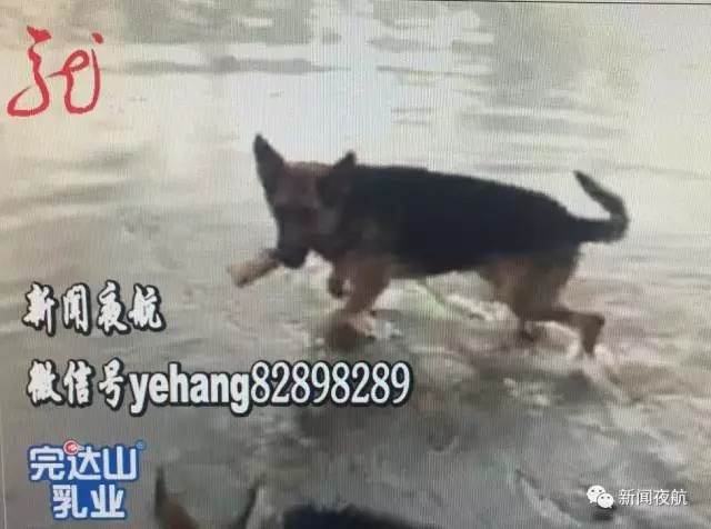 黑龙江3岁女孩被家中两只狗撕咬 浑身10多处伤