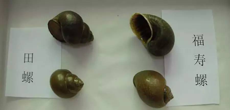 孕妇可以吃福寿螺吗?孕妇误食福寿螺致流产?