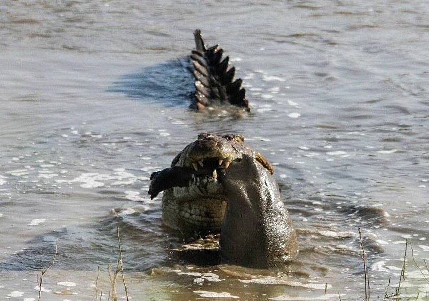 鳄鱼捕食河马全过程