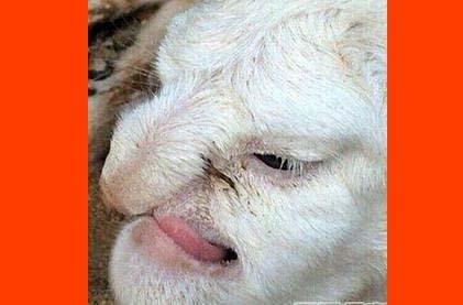 印度山羊长出人脸图片