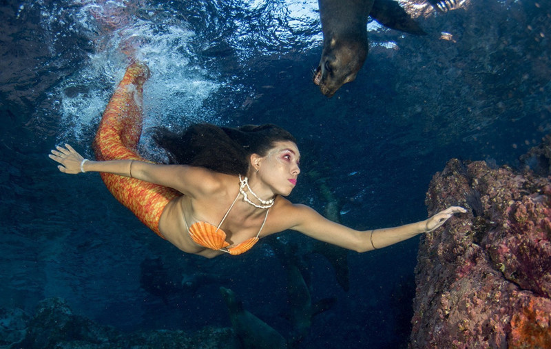 墨西哥美女模特扮美人鱼 水中与海狮同游 墨西哥美女模特扮美人鱼 水中与海狮同游