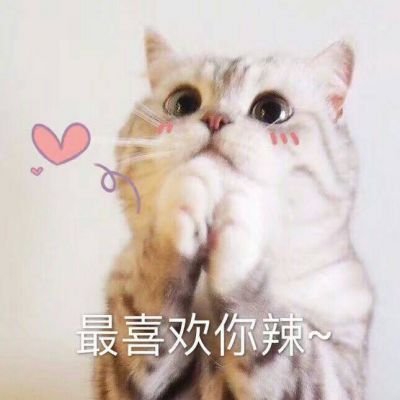 超萌猫咪图片大全可爱带字2018最新