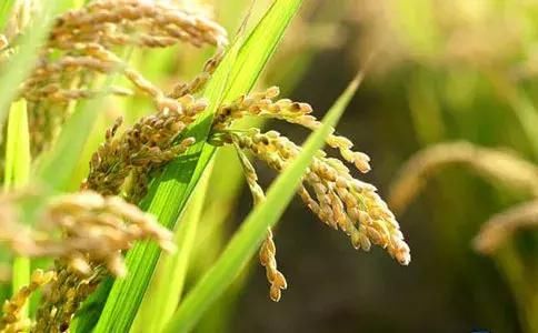 专家预测:2018年稻谷最低收购价继续下调是大