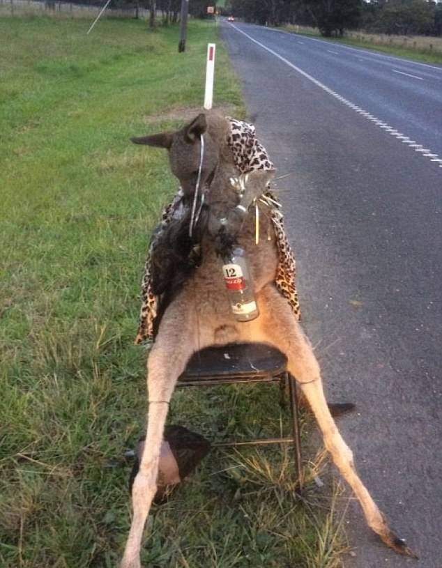 墨尔本一袋鼠被枪杀后遭侮辱 官方批凶手行为可怕 墨尔本一袋鼠被枪杀后遭侮辱 官方批凶手行为可怕