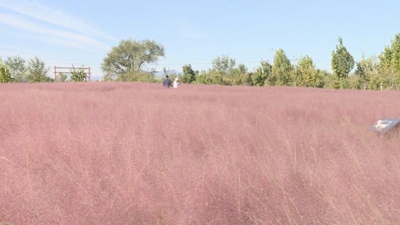 承包你的少女心!北京丰台这片粉黛花海惊艳整个秋天
