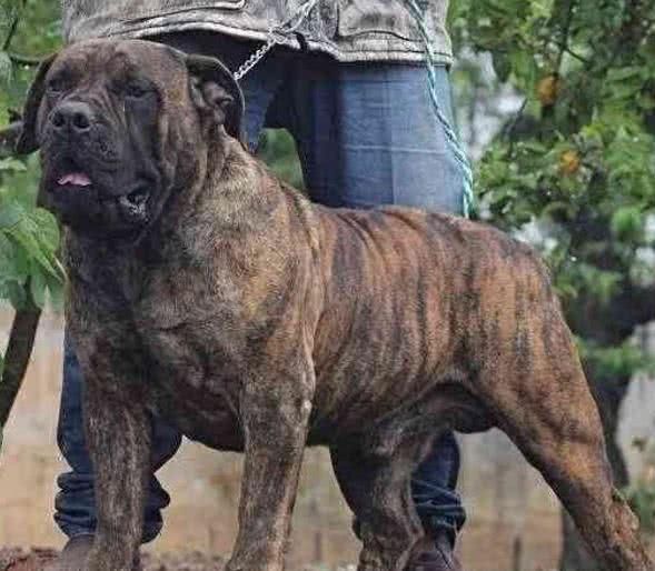 外号非洲黑珍珠的恶魔犬,秒杀藏獒,在非洲已经横行千年