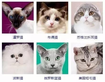 猫咪品种大全及图片 猫有什么品种?最全的猫咪品种图片_北京时间