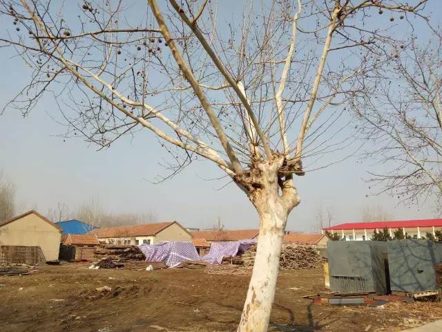 临沂费县上冶一中的学子们,这里有一篇回忆杀