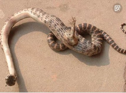 狗狗在客厅一直叫,出去一看吓了一跳,大感诧异