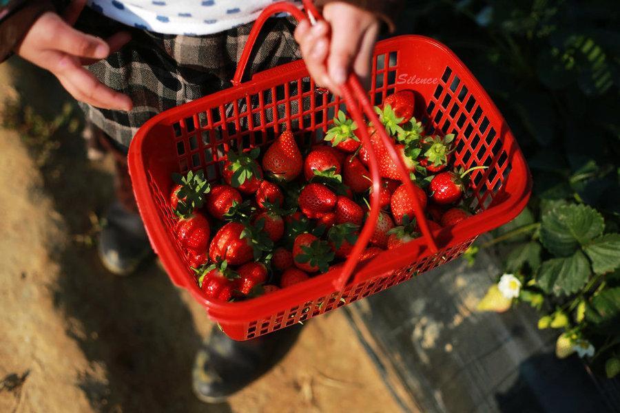 又到草莓成熟季,广州周末亲子游10个能摘草莓