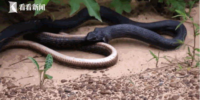 惊呆了!这条黑蛇竟从嘴里吐出了另一条活蛇