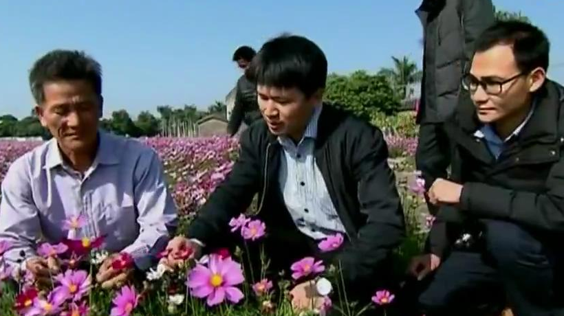 格桑花开 贫困村变身“网红” 格桑花开 贫困村变身“网红”