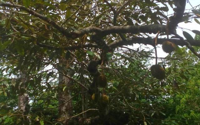 点赞农村阿伯后山种10颗榴莲树,竟然靠这几棵