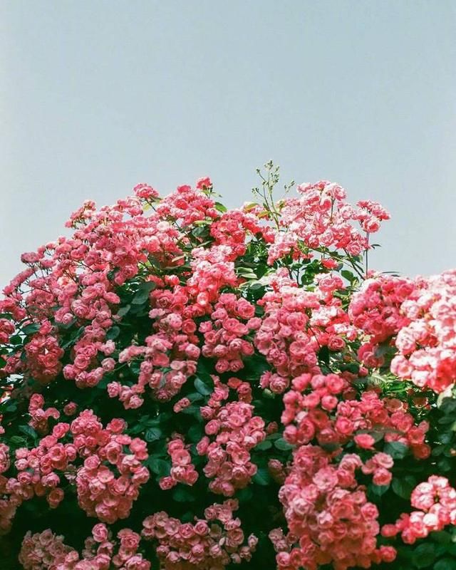 北岛最经典的十首诗,值得收藏