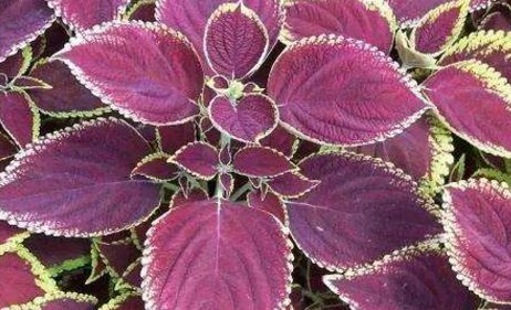 农村的这种野菜其实是一味中药,泡水喝,可以减