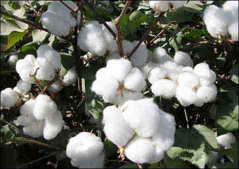 大暑农事:棉花常见夏季病虫害防治 大暑农事:棉花常见夏季病虫害防治
