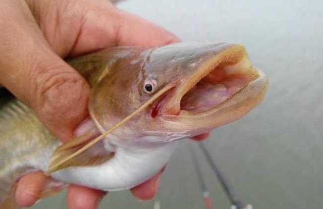 蚯蚓钓鱼用什么打窝好,蚯蚓钓鱼有哪些技巧呢