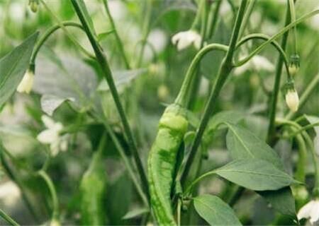 2018湘阴樟树港辣椒288元一斤!这辣椒有什么