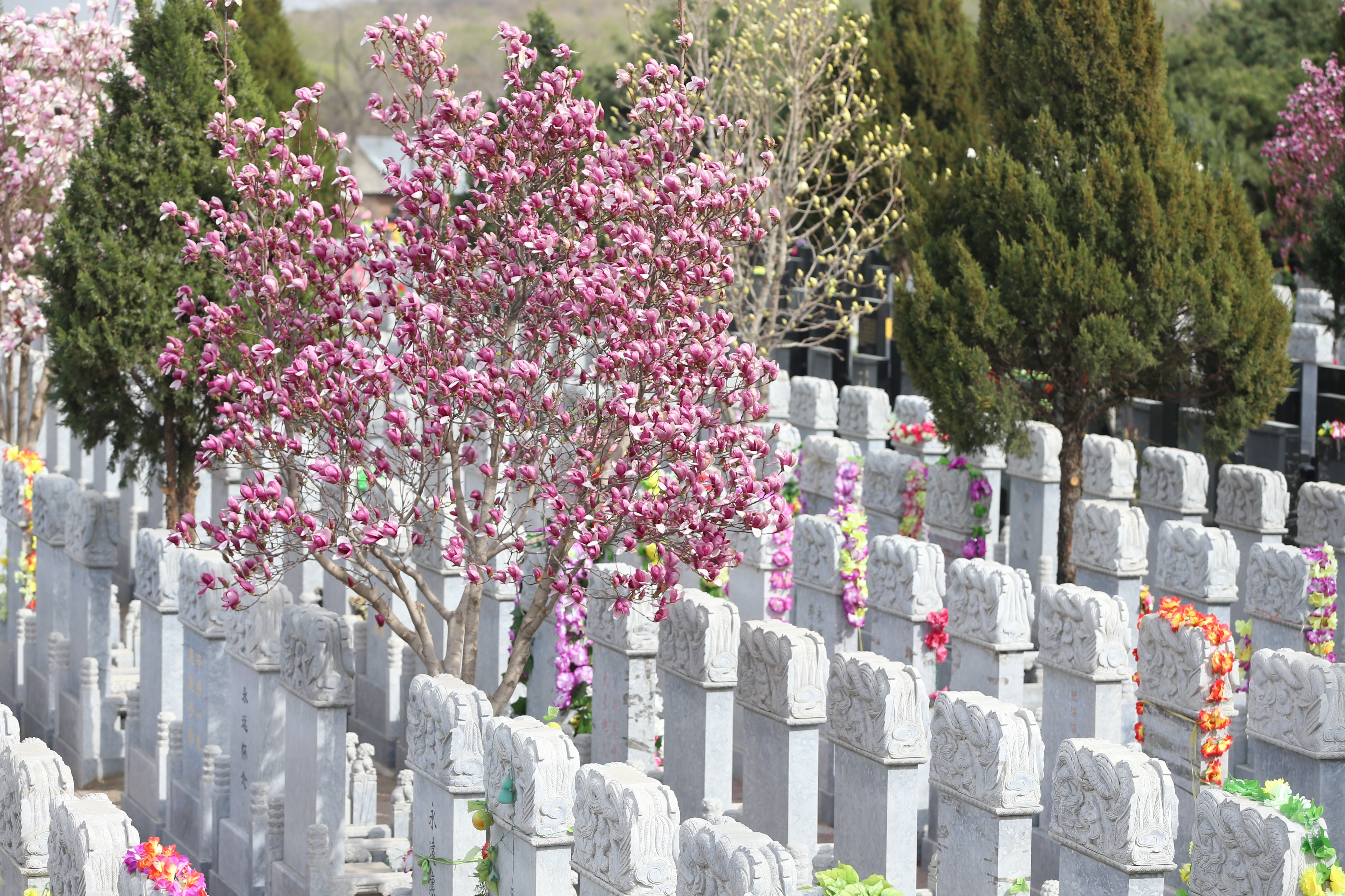 八宝山人民公墓举办公众开放日 清明期间推出
