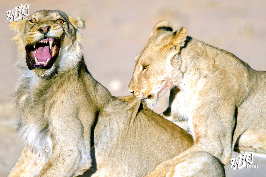 近日，摄影师Corlette Wessels外出度假时拍到搞笑一幕：三只小狮子一起打架玩闹，其中一只在撕咬同伴时忘了控制力度对其下了重口，痛得同伴张口大叫，用整个表情演绎“痛死宝宝了”。