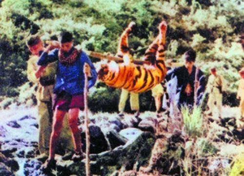 华南虎灭绝真实原因:建国后遭无数“打虎队”捕杀近30年