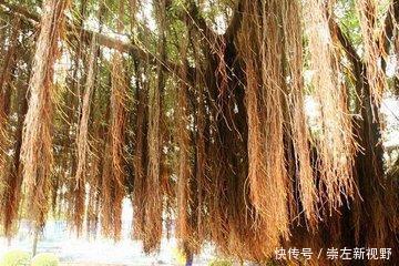 咳嗽、风湿骨痛、跌打扭伤用了这个很快就好