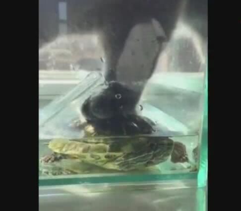 猫咪脚踩乌龟喝水,差点把乌龟淹死,原因:不想湿