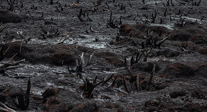 野外摄影师丹布龙（Dan Broun）用相机记录了火灾后满目疮痍的荒凉景象。由于干燥引发的闪电造成了1月中旬的这场大火，烧毁了荒野保护区内的大量千年古树与原始垫状植物，包括铅笔松、比利王松等。1.1万公顷土地与古生态区被烧毁，幸存下来的袋鼠也是一身狼藉。