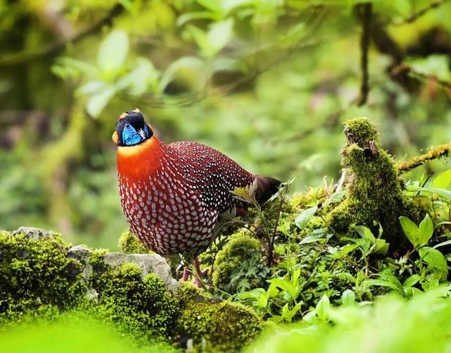 梵净山开展世界野生动植物日国际公益交流活