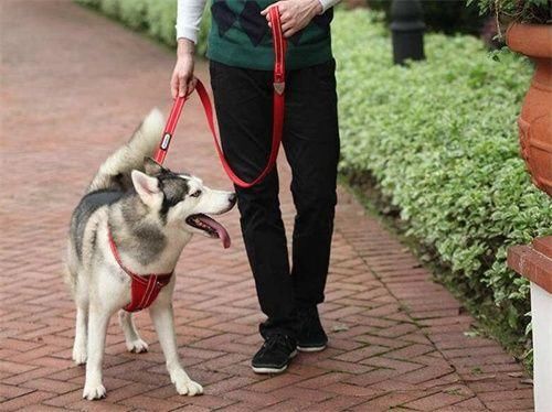 二哈撞老人后肇事逃逸,狗主人惨赔3万!这狗还