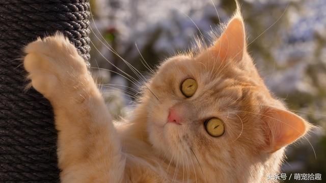 世界六大名猫排行,霸气型猫咪完胜软萌布偶猫