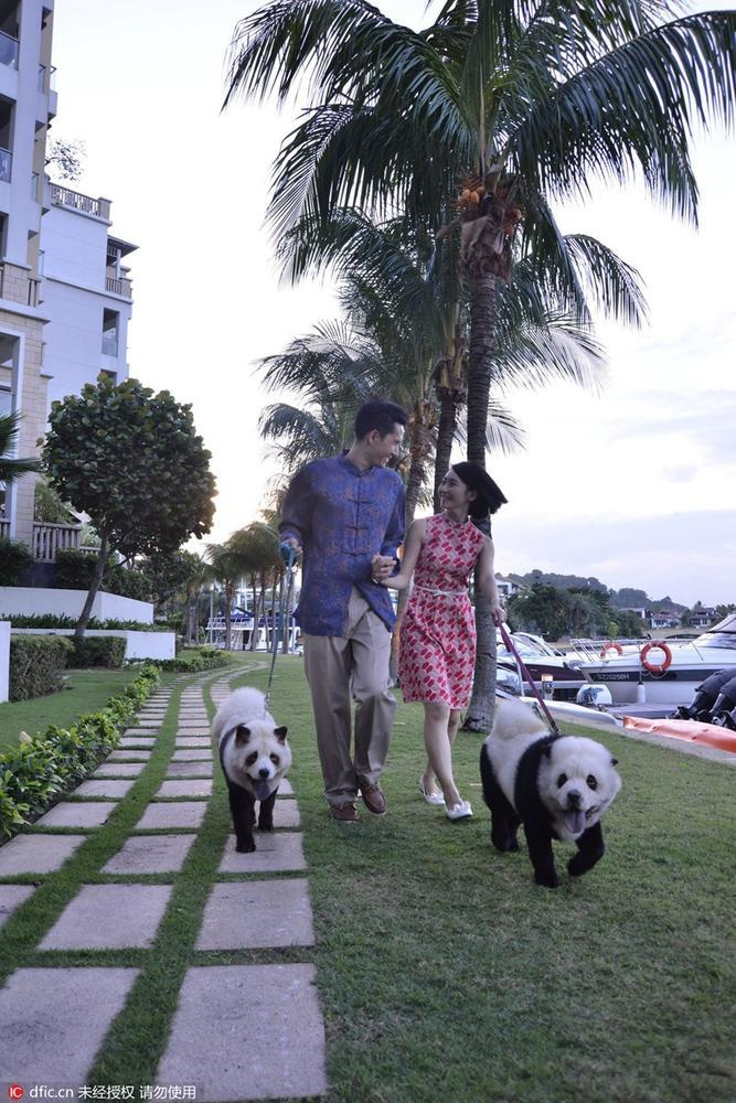 遛狗还是遛“大熊猫”，傻傻分不清楚。