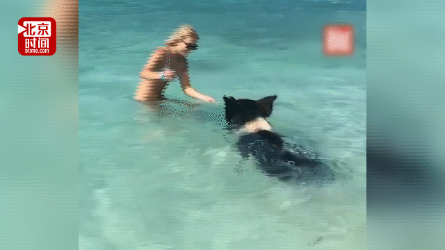 外国人真会玩！加勒比海猪岛美女和猪一起游泳