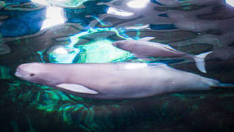 首次公开！长江江豚“福久”顺利产下幼豚“F9C22”