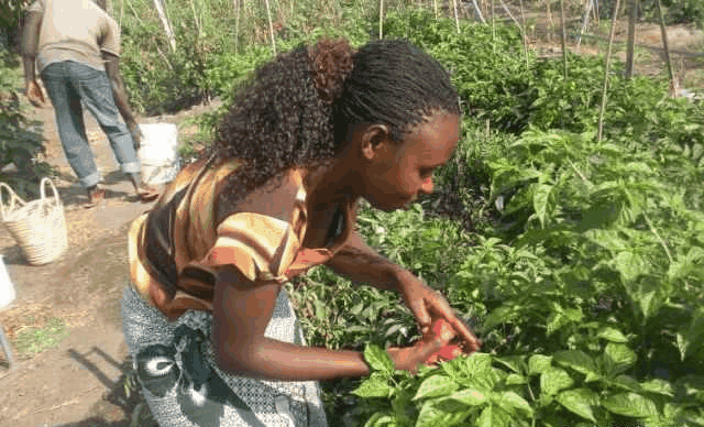中国小伙去非洲旅游很受当地女孩欢迎, 非洲姑