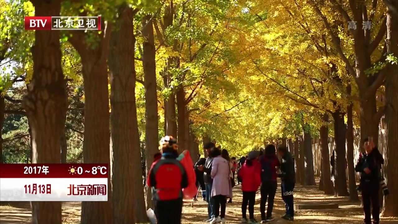 北京推迟清扫林地草坪 自然落叶挽留深秋美景
