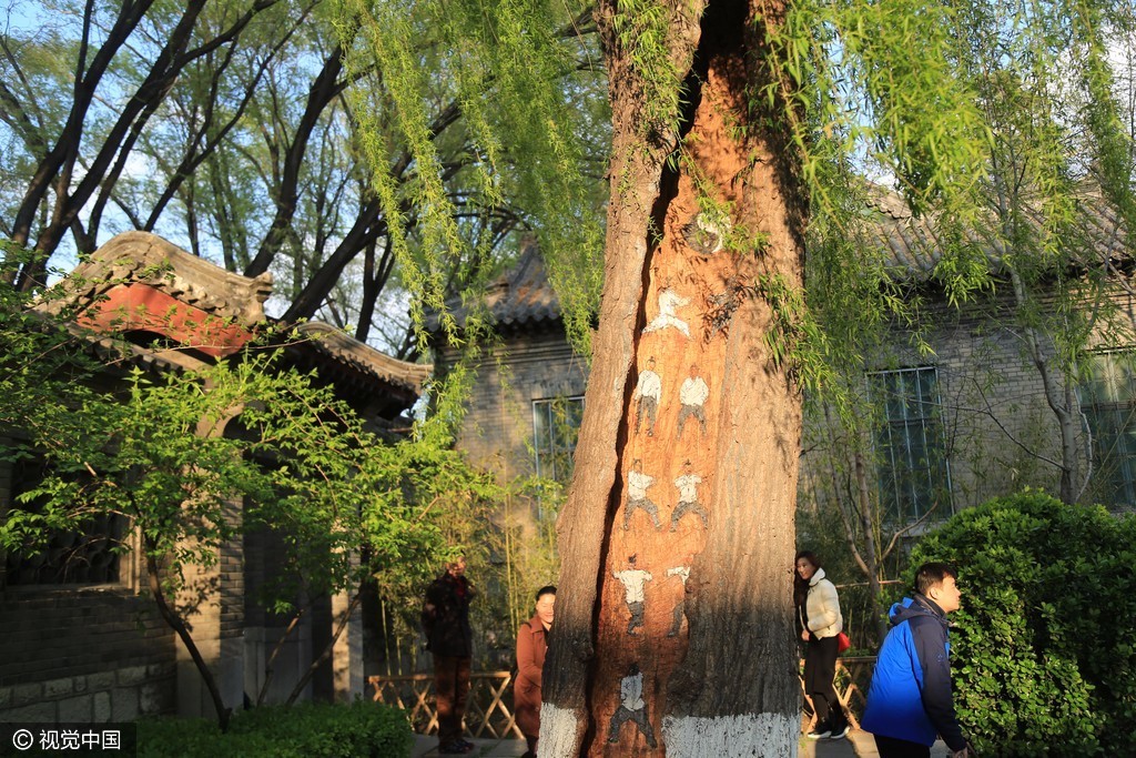 一老树树洞内现手绘太极