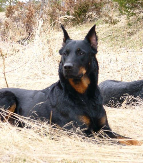 最纯情的法国狼犬，竟然也变成了这样