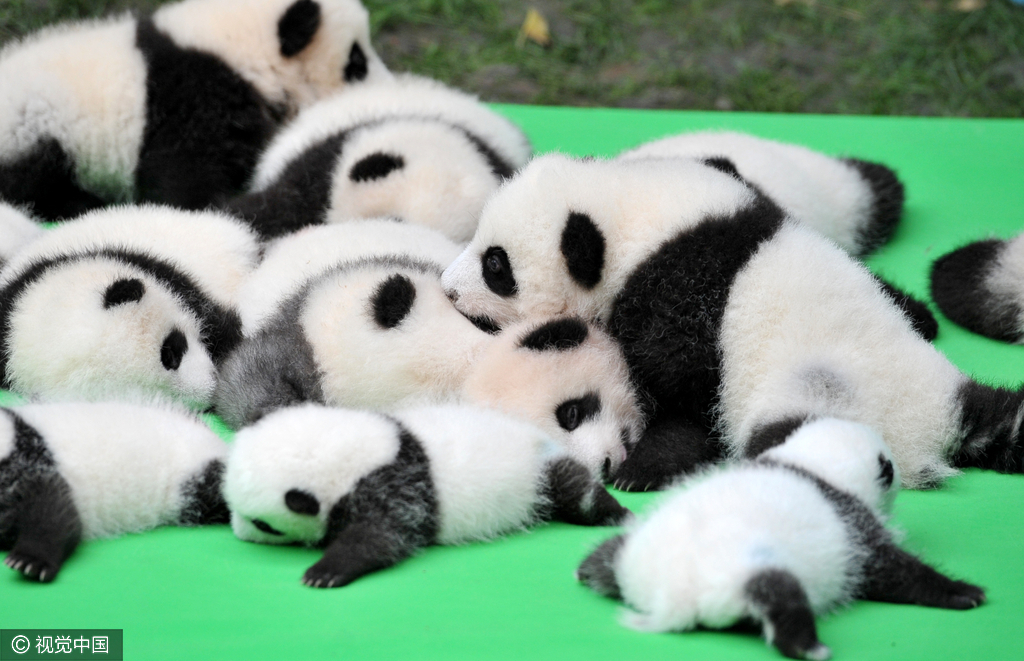 今年9月4日，世界自然保护联盟(IUCN)在美国夏威夷宣布，将大熊猫的受威胁程度从“濒危”变为“易危”。