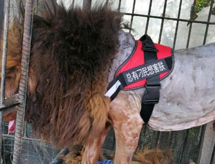 主人怕藏獒夏天热,亲自动手给它剃毛,剃完后狗主人懵圈了!