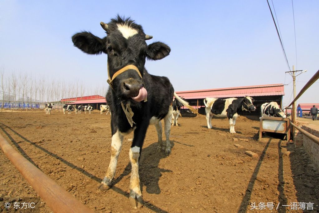 当下农村最火的养殖业,很有发展前景!