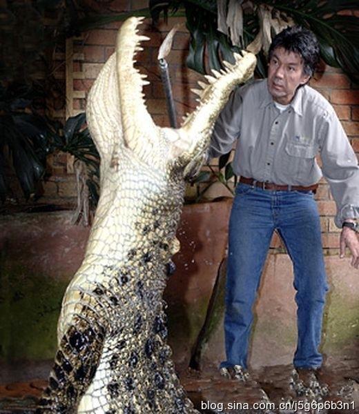 动物世界:鳄鱼残暴的杀戮瞬间