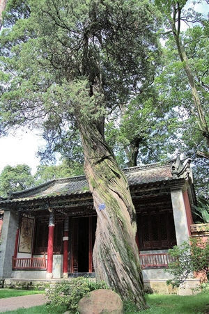 昆明启动古树名木普查 每株都将有通行全国的"身份证号"