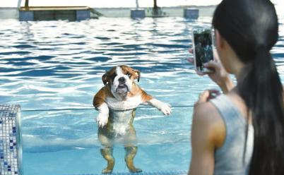 市民给游泳的狗狗拍照。