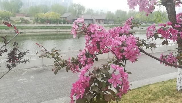 八言绝句--《贴梗海棠》