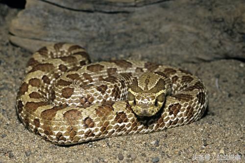 为什么在农村蛇入进家里千万不能打死?看完涨