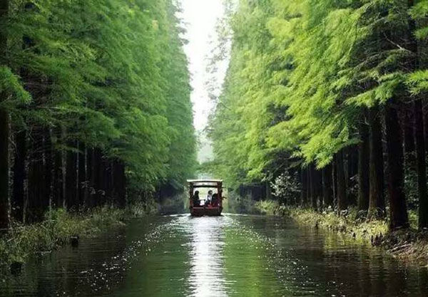 李中水上森林公園位於水鄉興化市西北部,是全省最大的人工生態林,國家