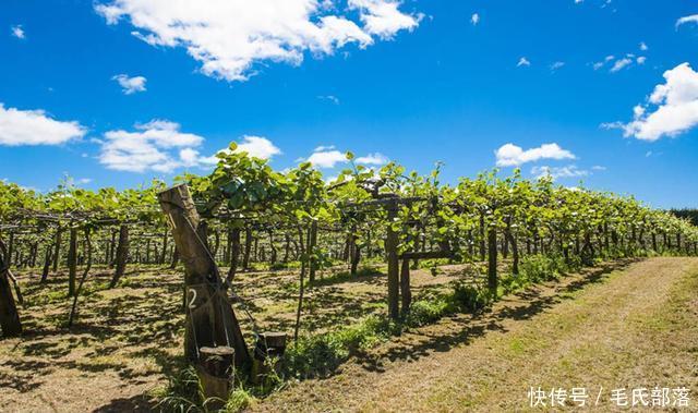 猕猴桃树栽培技术|猕猴桃园春季管理把好四关