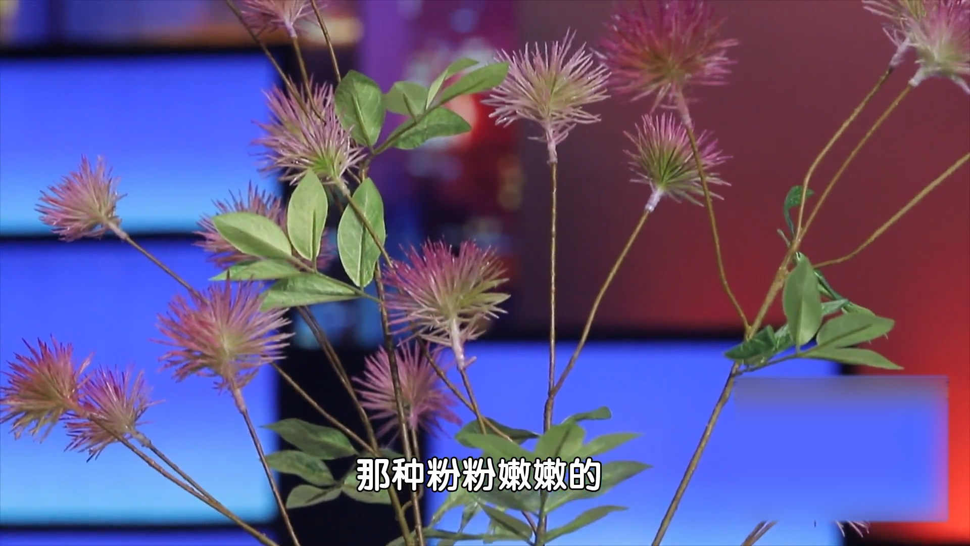 有种昼开夜合的花，具有安五脏、和心志的功效，你知道是什么吗？